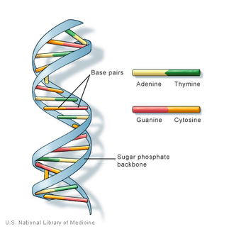 DNA - Biology